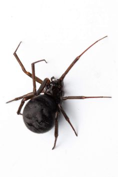 a brown spider sitting on top of a white surface