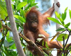 an orangutan hanging from a tree branch