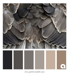 an image of a bird's feathers with color swatches in the bottom half