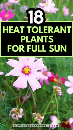 Top 18 heat-tolerant plants for full sun with full sun planter ideas pots and potted plants full sun for outdoor patio full sun and plants for direct sunlight outdoor. Full Sun Outdoor Plants In Pots, Planter Boxes Flowers Full Sun, High Heat Plants, High Sun Plants Outdoor, Pot Arrangements Outdoor, Flower Pot Arrangements Outdoor Full Sun, Full Sun Window Boxes, Direct Sunlight Plants Outdoor, Flower Pot Arrangements Outdoor