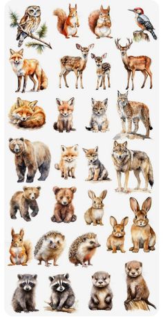 an image of different types of animals on a white background, including foxes and raccoons