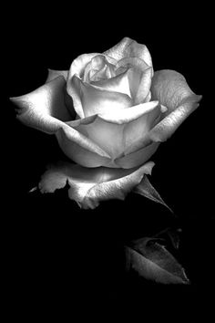 a black and white photo of a rose