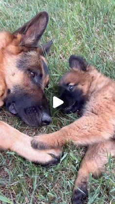 two dogs playing with each other in the grass