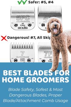 a dog standing next to two combs with the words best blades for home groomers