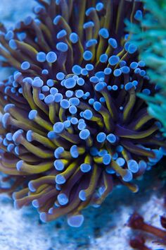 an orange and blue sea anemone on the ocean floor