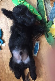 a small black dog laying on top of a wooden floor