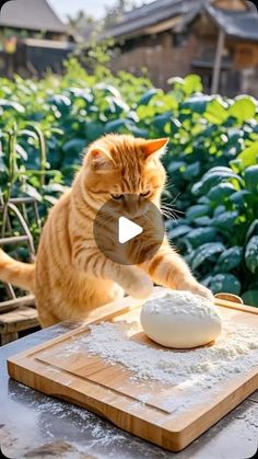 an orange tabby cat playing with a ball of flour on a wooden cutting board