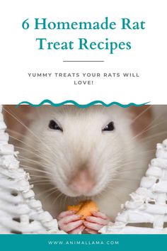 homemade rat treats Homemade Rat Food, Rat Treats, Rat Hammock, Cat Playpen, Pet Rodents