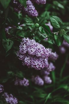 purple flowers with green leaves in the background