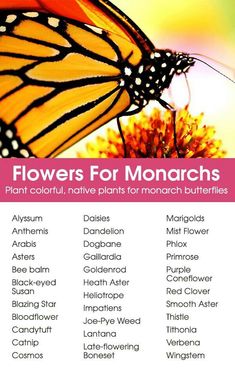 flowers for monarchs plant color, native plants for monarch butterflies