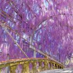 the bridge is covered in purple flowers and trees