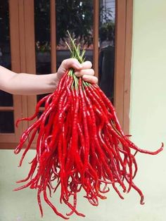 a person holding up a bunch of red peppers