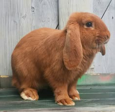 a brown rabbit standing next to a wooden fence