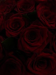 a bunch of red roses sitting on top of each other in the dark night time