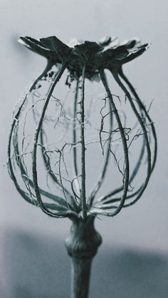 a wire ball with two birds sitting on it's top and one is upside down