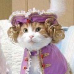 an orange and white cat wearing a purple dress and hat with curls on it's head