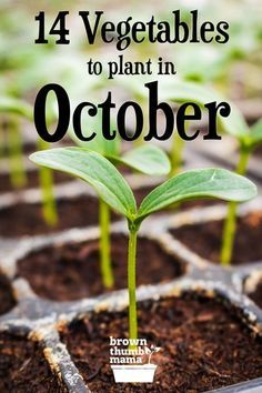 small seedlings in plastic trays with text overlay that reads 11 vegetables to plant in august