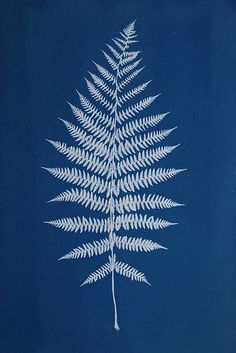 a white fern leaf on a blue background