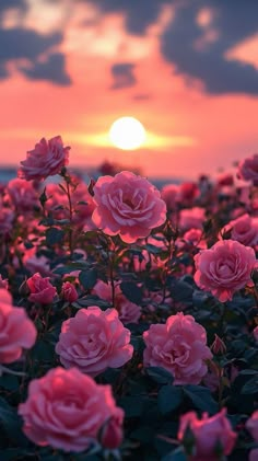 pink roses are blooming in the field at sunset