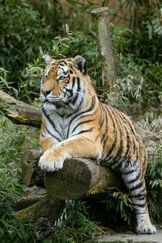 a large tiger laying on top of a tree branch in a forest filled with trees