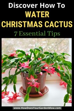 water christmas cactus How To Care For Christmas Cactus Plants, Arizona Plants, Houseplant Tips, Cactus Leaves, Cactus Light