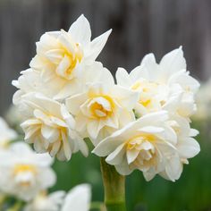 some white and yellow flowers in a garden