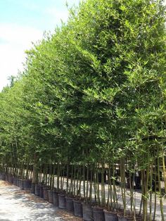 rows of bamboo trees lined up in pots