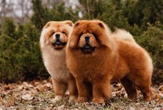 two brown dogs standing next to each other on top of leaf covered ground with trees in the background