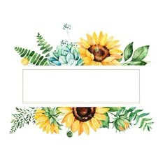 watercolor sunflowers and succulents with green leaves on white background