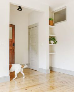 a white dog walking across a hard wood floor next to a wooden door and shelves