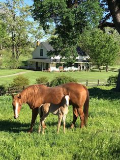 two horses are standing in the grass near a tree and house with a white roof