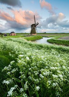 a windmill in the middle of a field with white flowers on it and green grass