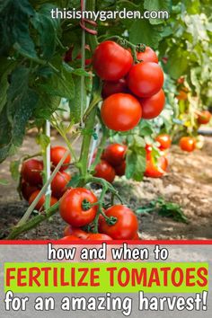 tomatoes growing on the vine with text overlay reading how and when to fertiize tomatoes for an amazing harvest