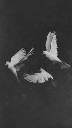 three white birds are flying in the air