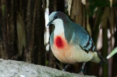 a bird with red spots on it's chest sitting on a rock next to some trees