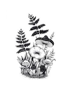 an ink drawing of mushrooms and ferns