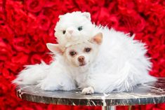 a small white dog sitting on top of a table next to a red flower wall