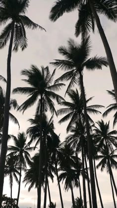 black and white photograph of tall palm trees