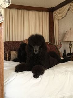 a black poodle laying on top of a white bed