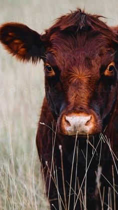 a brown cow standing on top of a dry grass covered field next to tall grass