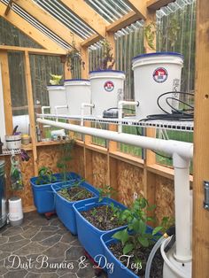 several blue plastic containers filled with plants in a greenhouse