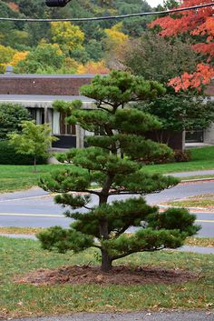 a small pine tree sitting in the middle of a park