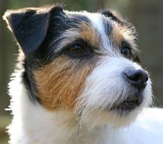 a close up of a dog's face looking off into the distance with trees in the background