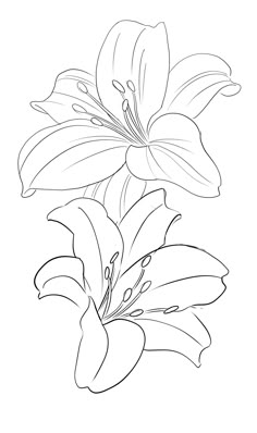 a drawing of a flower on a white background