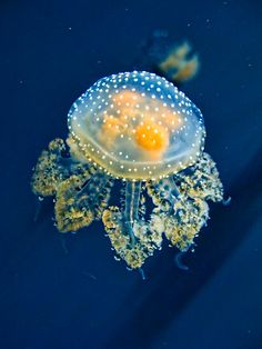 an orange and white jellyfish floating on top of blue water with other animals in the background