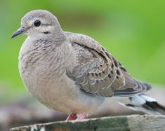 a small bird standing on top of a piece of wood