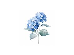 This beautiful watercolor hydrangea is perfect for an office, living room or bedroom or any place calling for a serene, simple print. It is now available as a Digital Download, which makes it a most affordable way to decorate! - This is a digital download; no physical item will be sent - Prints to an 5x7, 8x10, 11x14 or 16x20 inch size; all 4 sizes are included in your purchase - For best results, take to a local printer such as a local FedEx. I've always had 8x10 inch prints made up for less than $2.00 *What Paper To Use For the Print, we recommend thicker paper with a weight of 220 gsm or heavier, white matte paper. Hydrangea Watercolor, Watercolor Hydrangea, Floral Home Decor, Wall Art Blue, Mural Floral, Floral Artwork, Blue Wall Art, Beautiful Watercolor, Blue Hydrangea