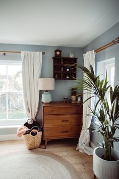 a living room with blue walls and white drapes on the windowsill, a potted plant in front of a window