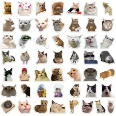 a bunch of cats stickers on a white background, all with different faces and colors