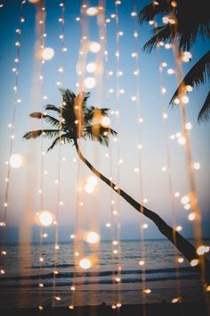 a palm tree and some lights on the beach